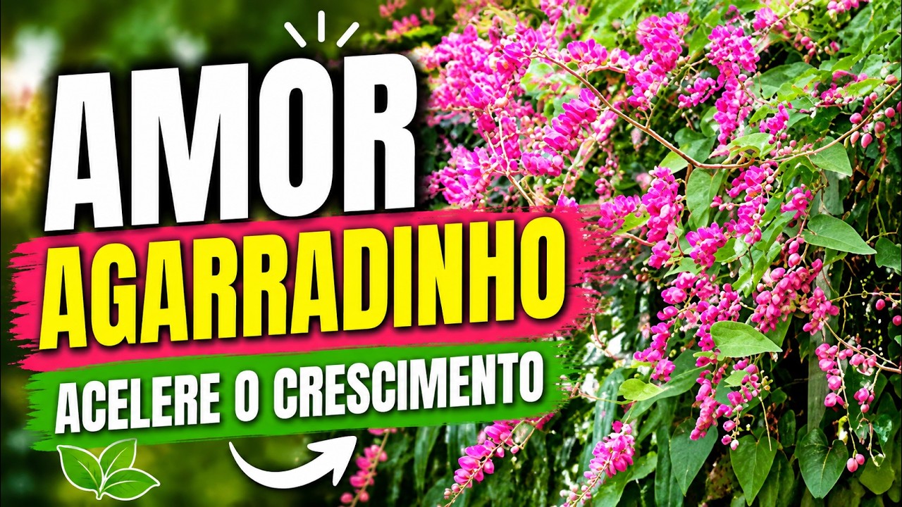 Amor agarradinho como acelerar o crescimento