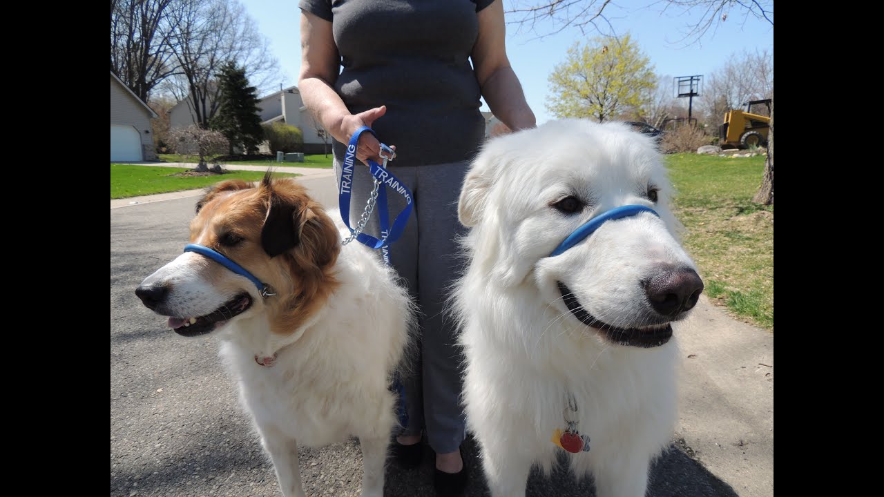 HALTI GENTLE LEADER VS. SAFECALM DOG TRAINING COLLAR? - Dog Whisperer BIG CHUCK MCBRIDE