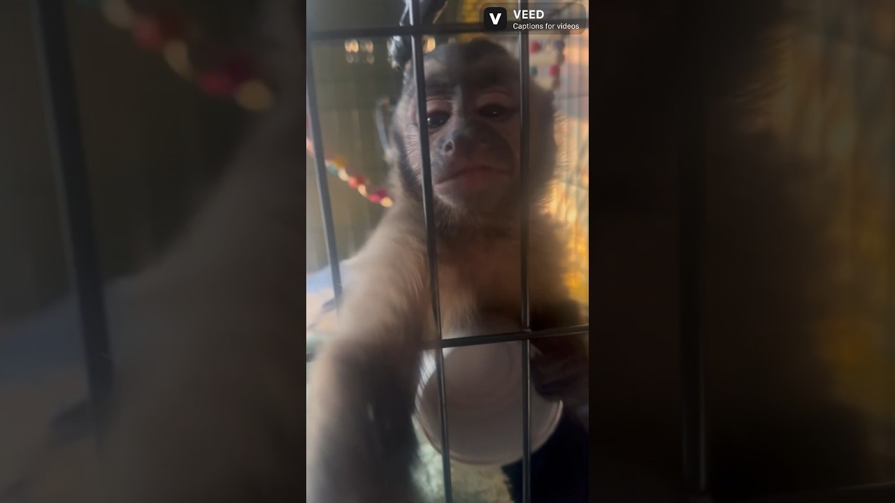It’s No Diaper Time for Monkey Chuey. 🐒 