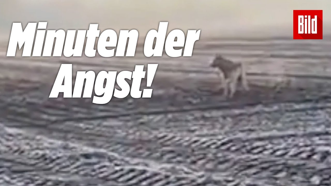 Frau versucht in Panik, Wolf „wegzuschreien“ (unheimliche Begegnung)