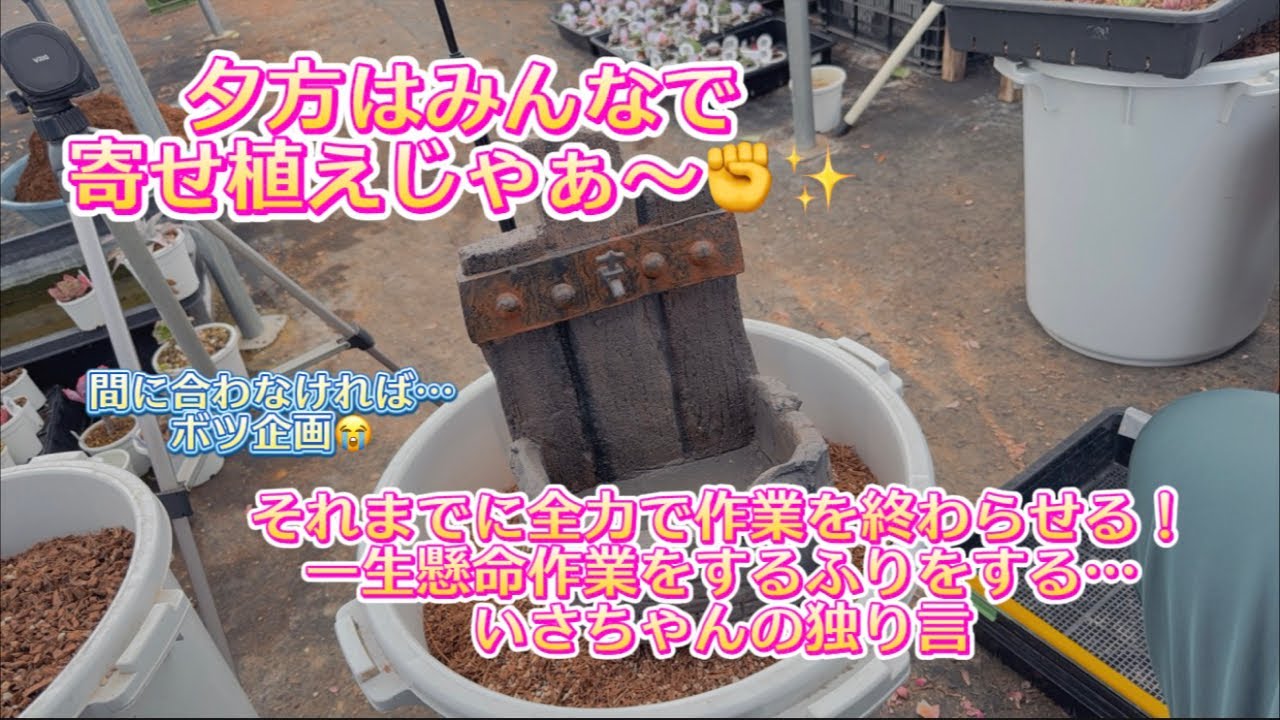 【作業配信ライブ】💦Wライブを目指して✊✨全力なフリをする…【いさちゃんの独り言】