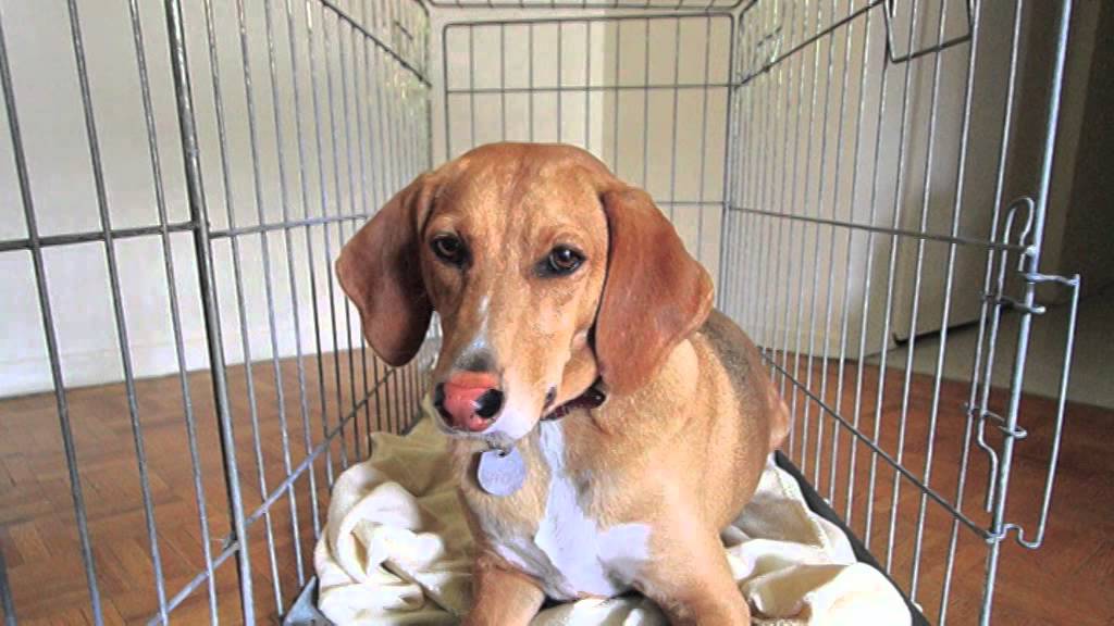 Wright-Way Rescue Adoption Video