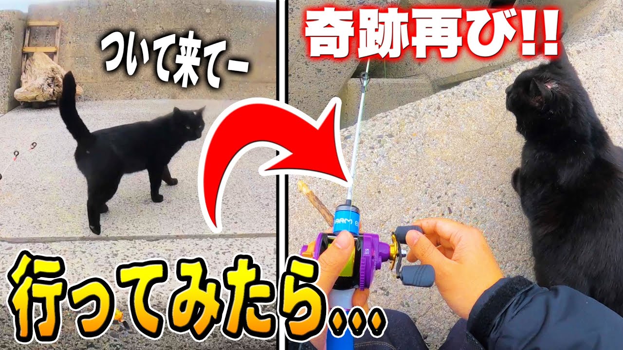 【釣り】「ついて来て」と言う猫ちゃんに『もう一度』会いに行ったらヤバかった!!!!  【穴釣り】
