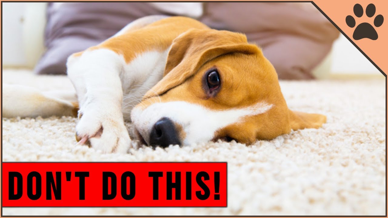 Human Behaviors That Dogs Hate | DONT Do This!
