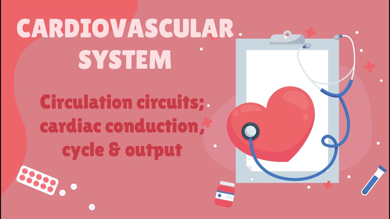 Unit 11 Circuits, cardiac conduction cycle & output
