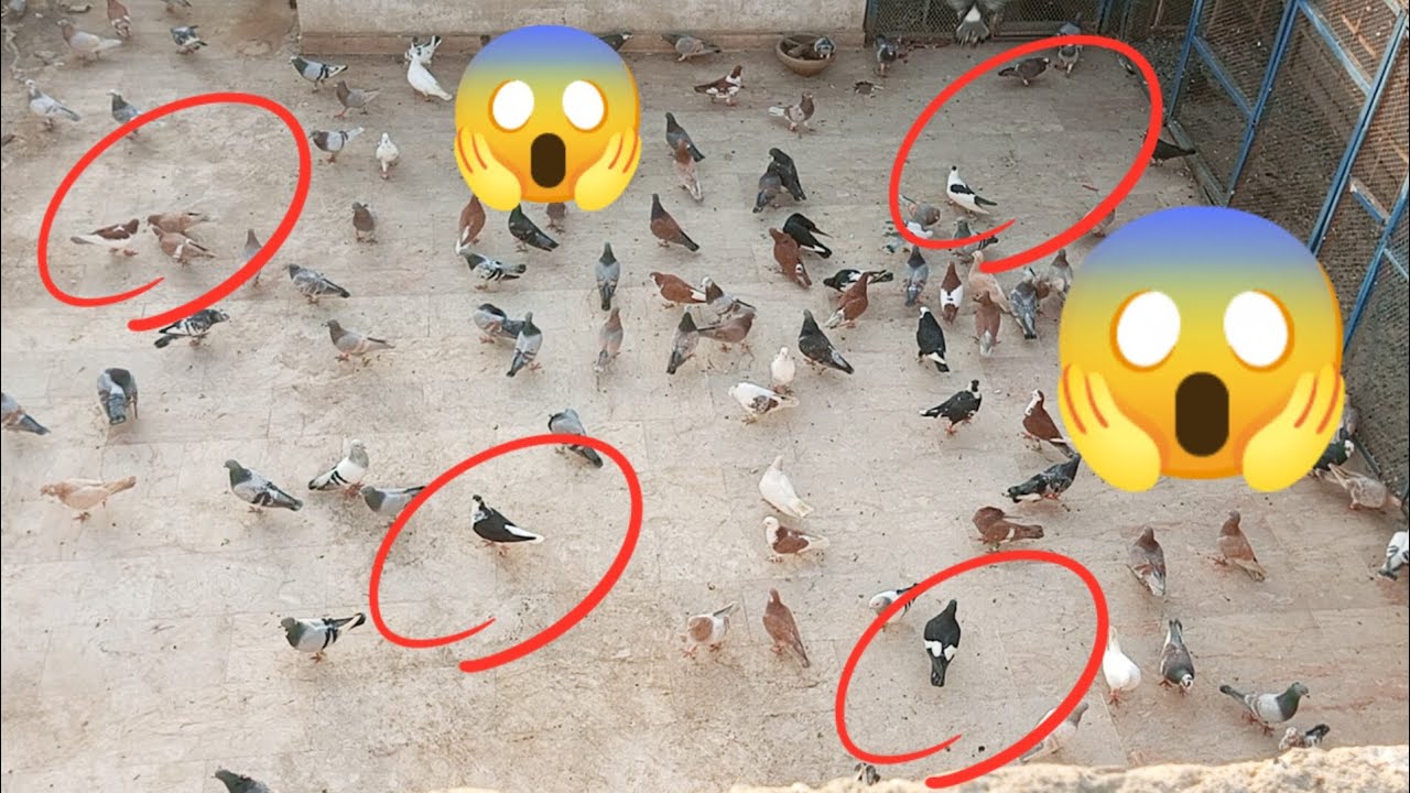 Mash Allah sa shok check karo 😱😱