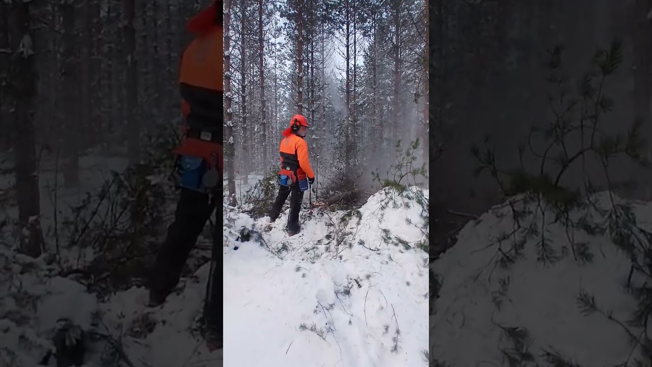 Puunkaato, karsinta ja kasaus.