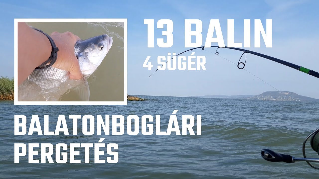 Balatonboglári pergetés 13 balinnal 1 hét alatt | Több balin meg is támadott | Pergető horgászat