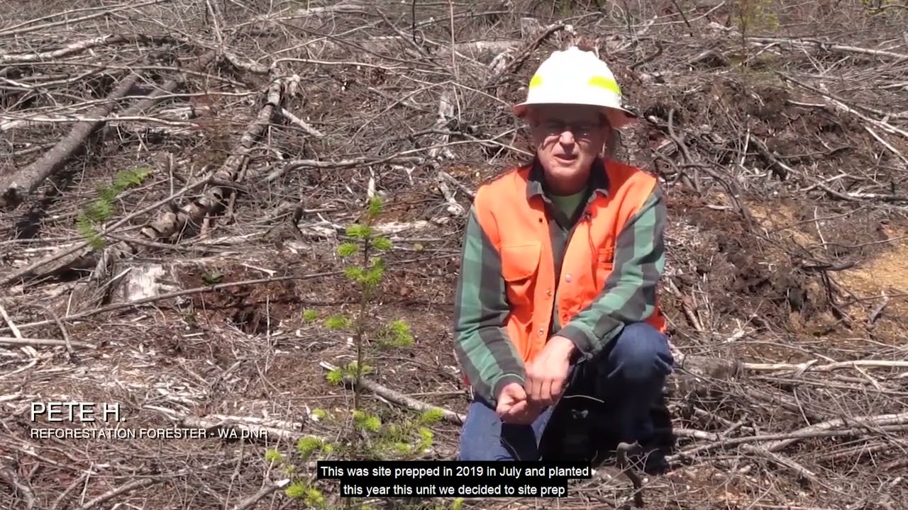 The Value Of Silviculture
