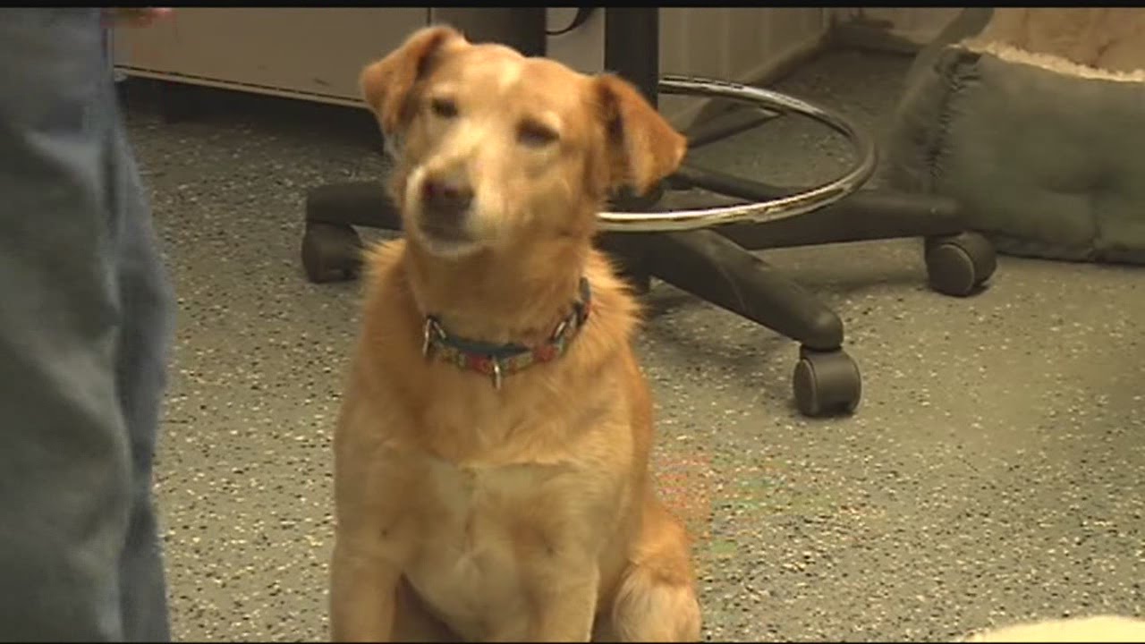 Franklin County Dog Shelter is awarded a grant to help local dogs