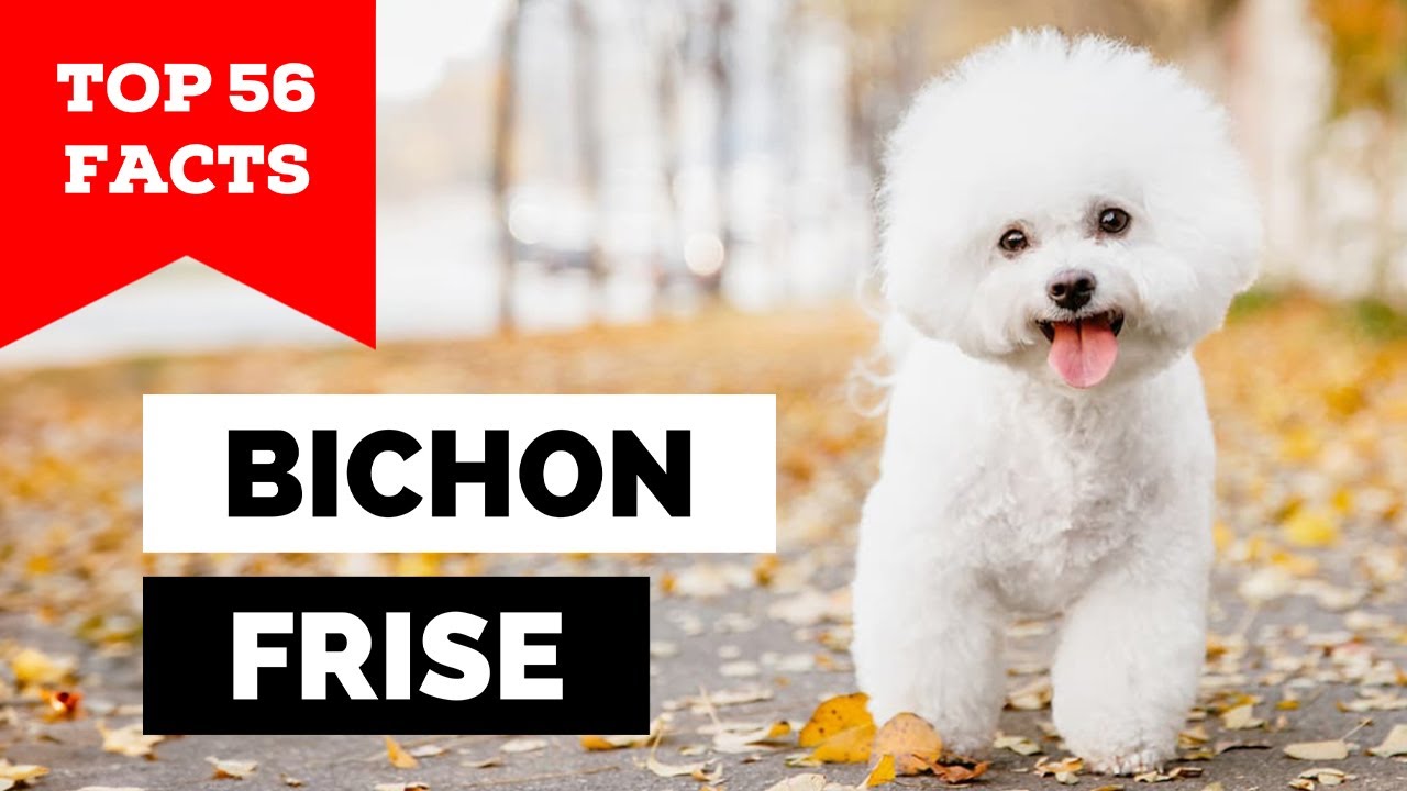 99% of Bichon Frisé Owners Don't Know This