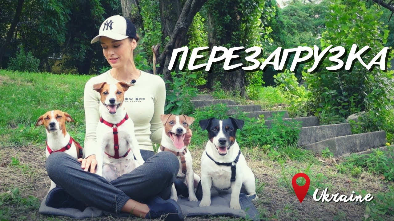 VLOG | Перезагрузка: Куда Пропали? Поездка в Польшу, Как Собаки? Про Украинский Язык + DOG DIY
