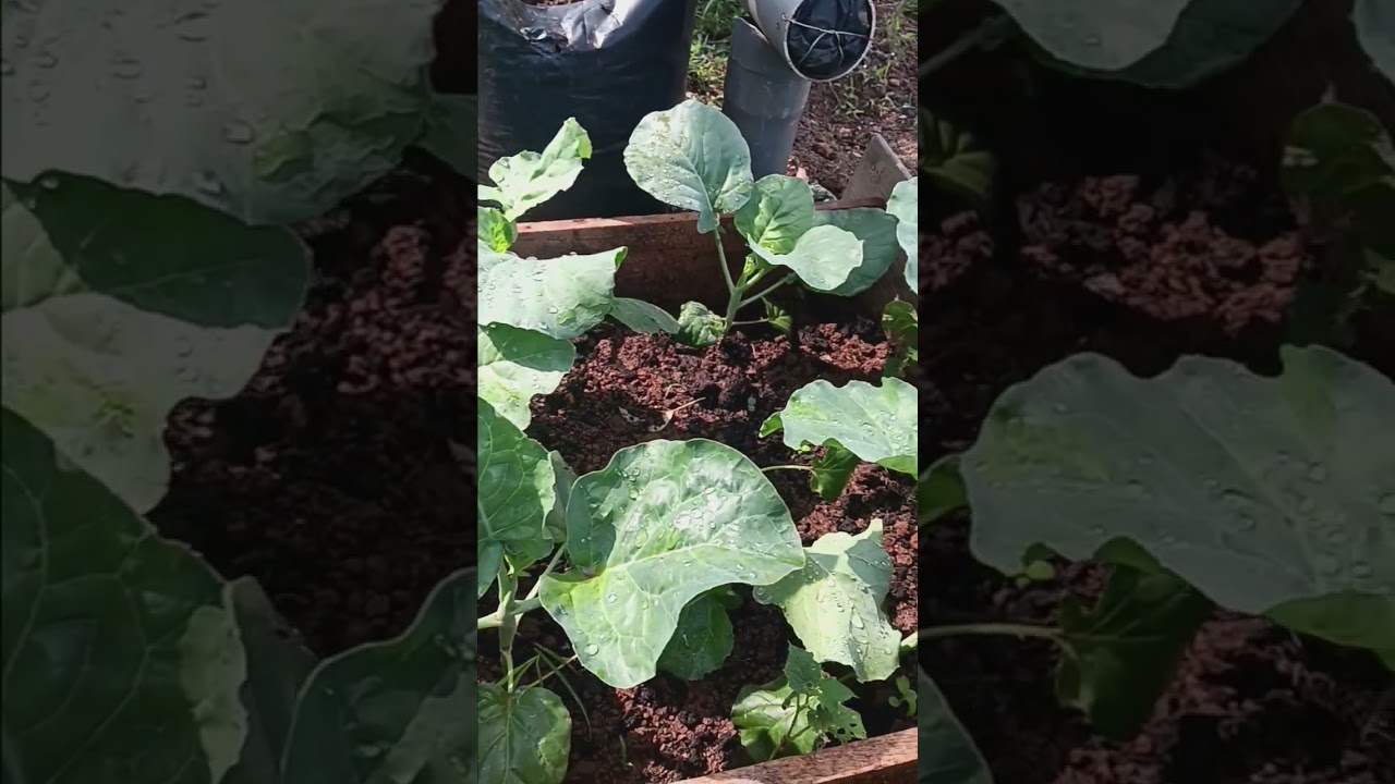 Tanam sayur sawi kailan subur #garden #gardening #vegetables #kebunmini #pekaranganrumah #minigarden