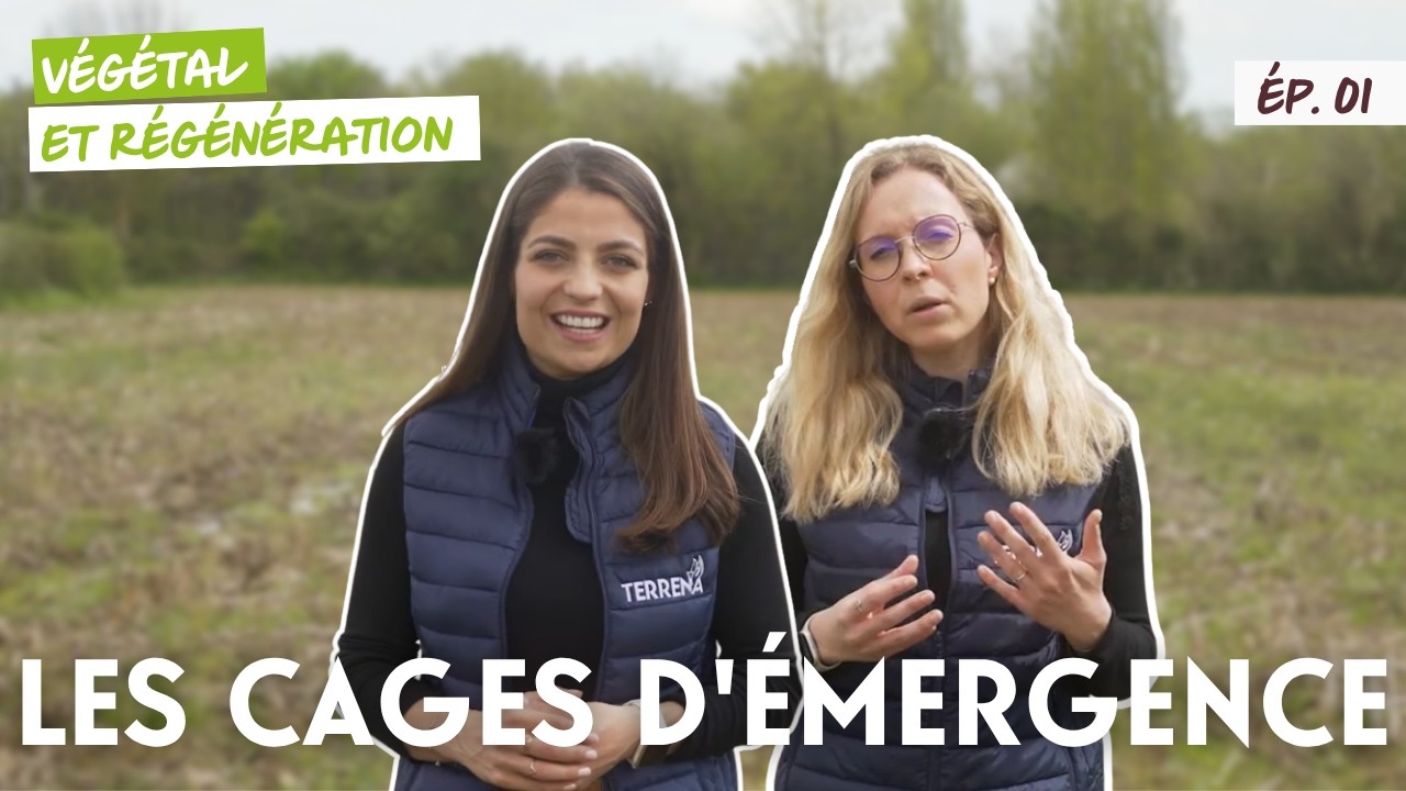 Épisode 1 : Les cages d'émergence - Les foreurs du maïs, pyrales et sésamies
