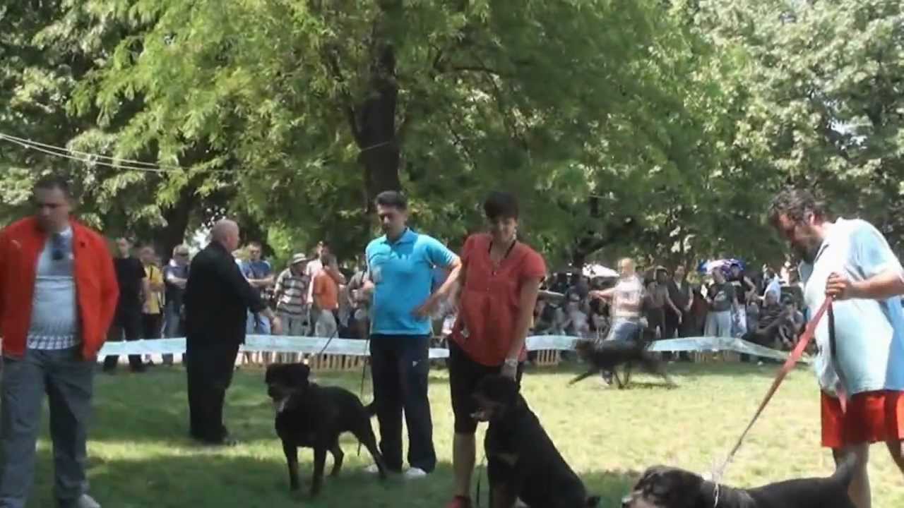 X Balkansieger Intermedia class males
