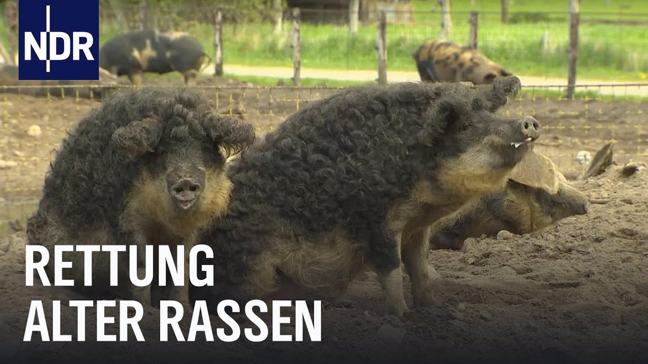 Tierpark Arche Warder: Die Rettung der Nutztiere | Die Nordreportage | NDR Doku