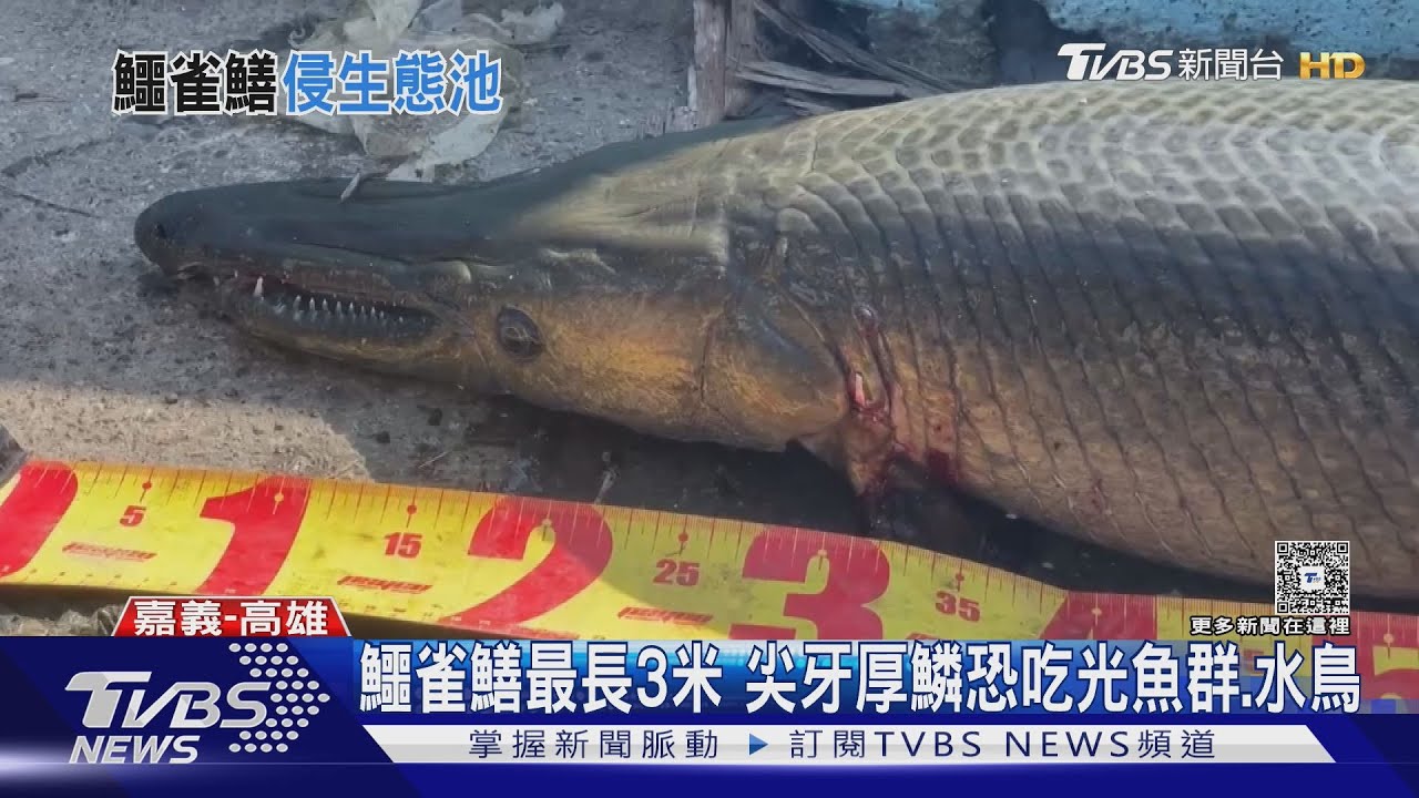 高雄凹子底公園有水怪?體長破一公尺 市府勘查答案曝光｜TVBS新聞 @TVBSNEWS02