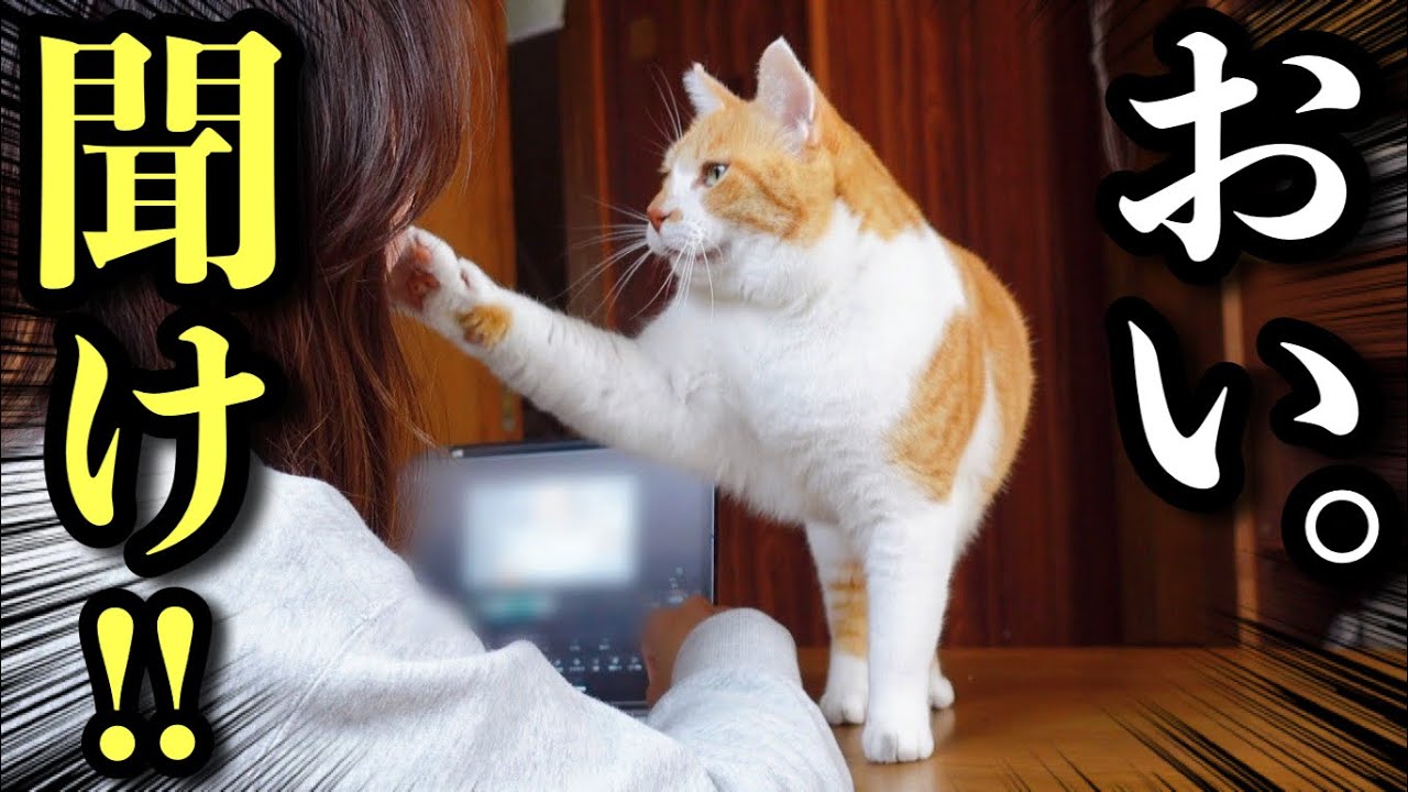 Готовимся к Рождеству с котом, который сначала бьёт, а потом кусает!