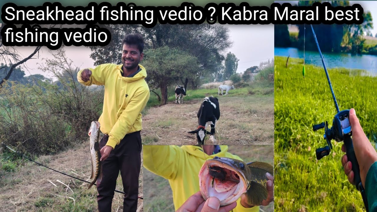 crazy indian Maral fishing ? Big size black sneakhead fishing vedio maral sneakhead fishing vedios