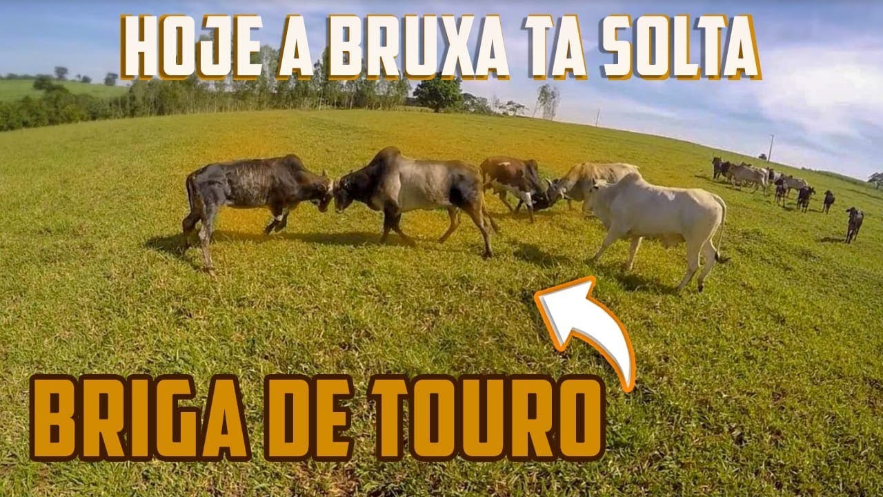 ESSA VAI PARA QUEM GOSTA DE BRIGAs DE BOI BRAVOS