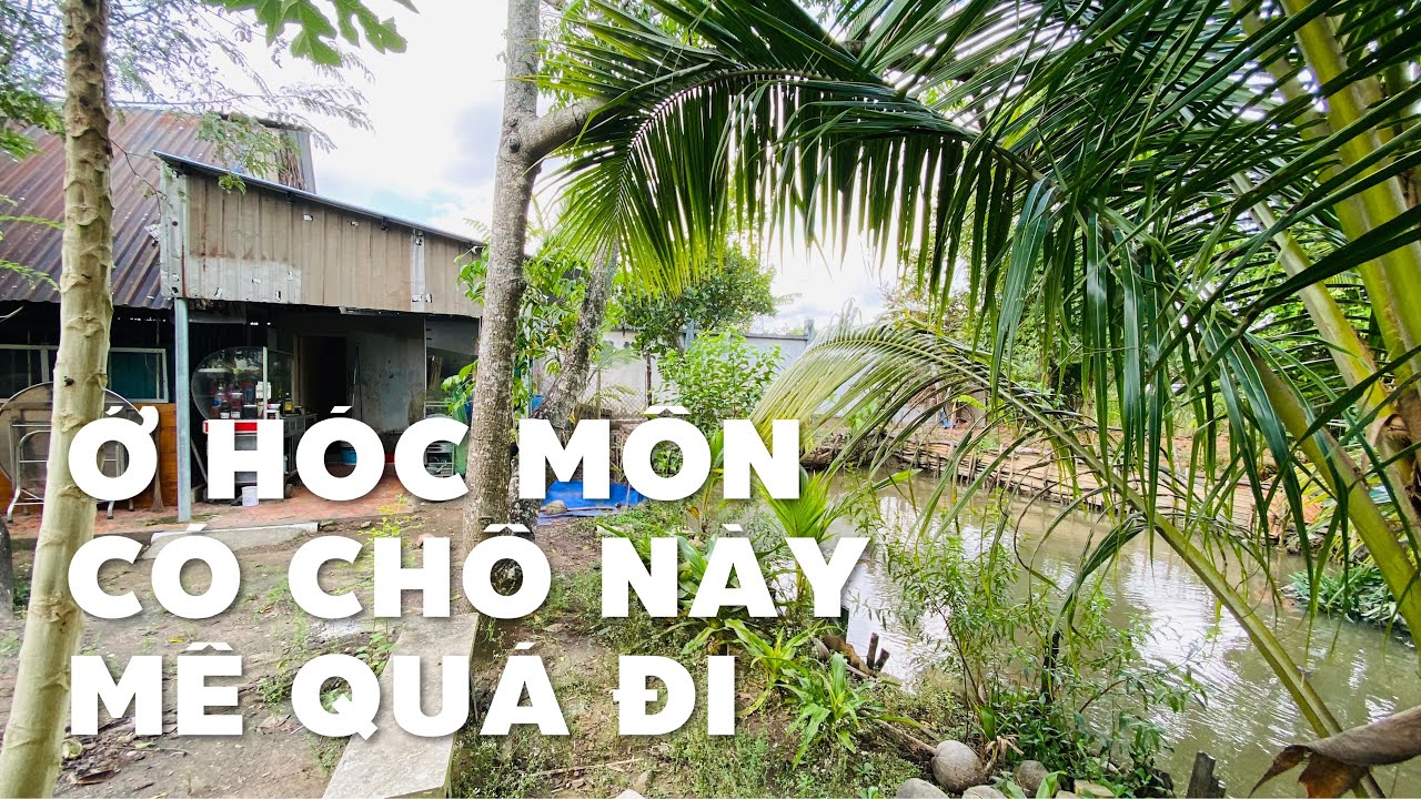 Cha mẹ già lớn tuổi cần bán nhà vườn cây trái xum xuê ở Hóc Môn (NGƯNG BÁN)