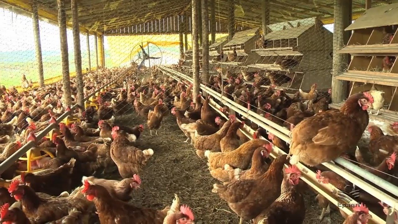 Avicultura de postura