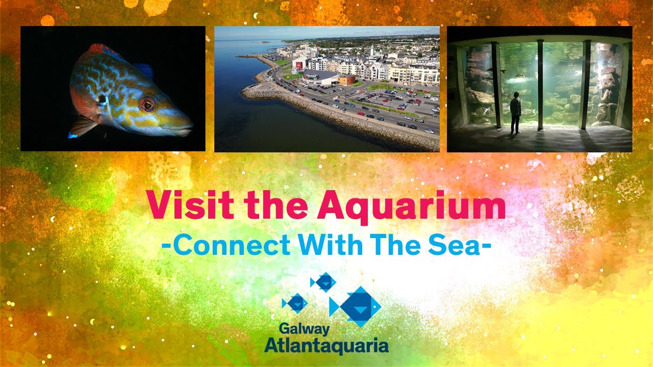 Galway Atlantaquaria, Ireland's largest native species aquarium.