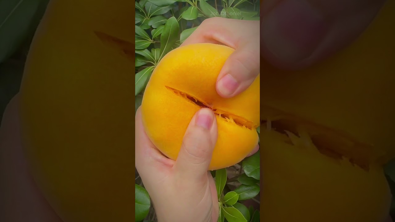 🍑 &iexcl;EL DURAZNO PERFECTO! - La Orgullosa Recompensa de una Agricultora 🌟