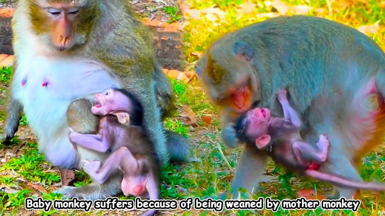The baby monkey cried loudly and lost his temper because his mother treated him badly.
