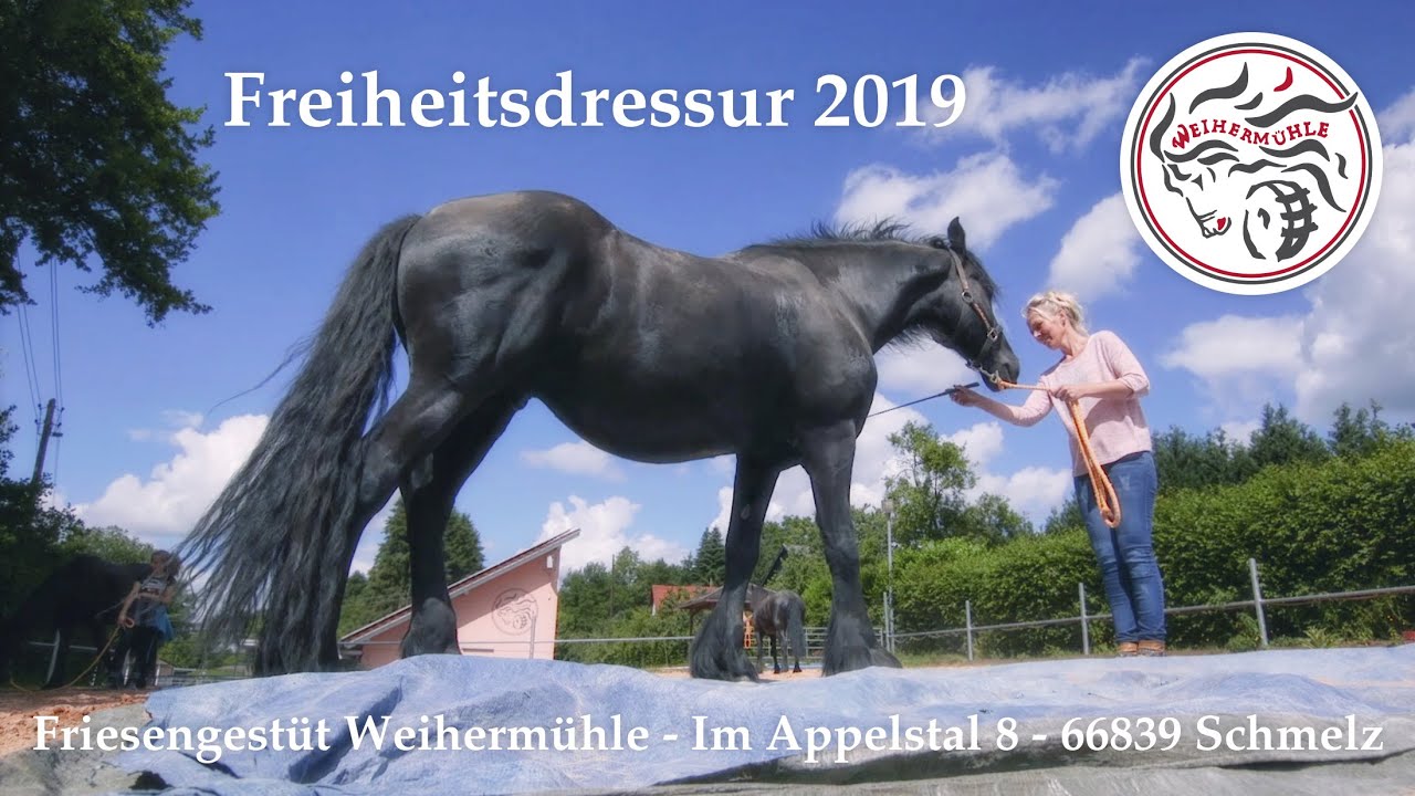 Friesengestüt Weihermühle - Freiheitsdressur 2019