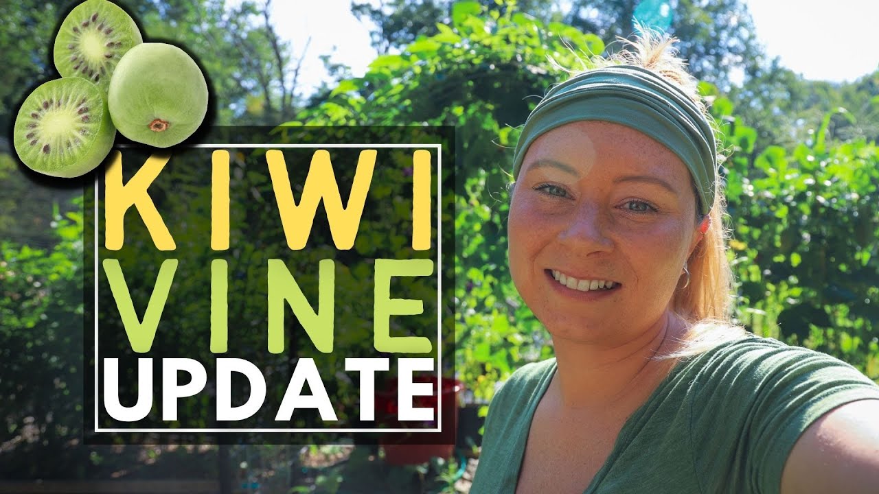 HARDY KIWI VINE UPDATE 🥝 | 2021| Connecticut #Garden #zone6b