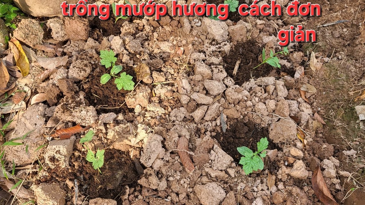 Trồng mướp hương mùa nắng 