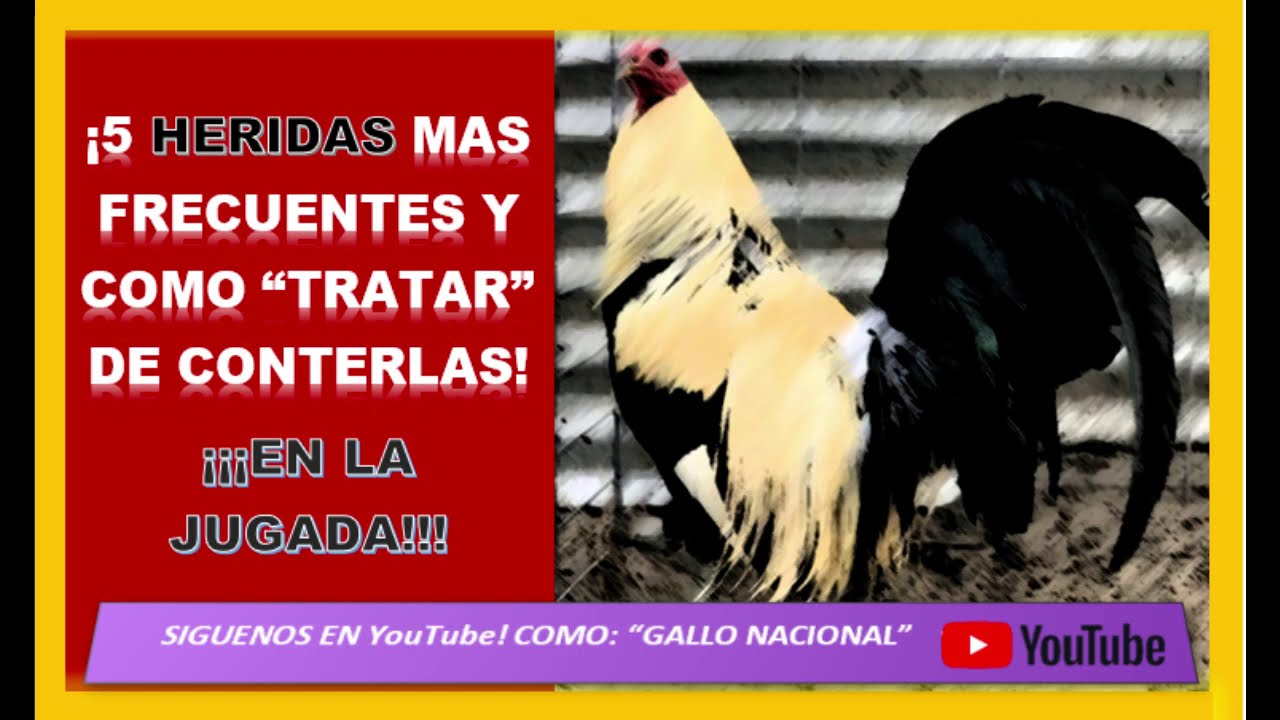 Como Auxiliar tu gallo en el Ruedo!
