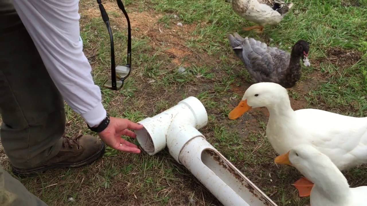 Сделай сам: как сделать лучшую кормушку для уток на заднем дворе