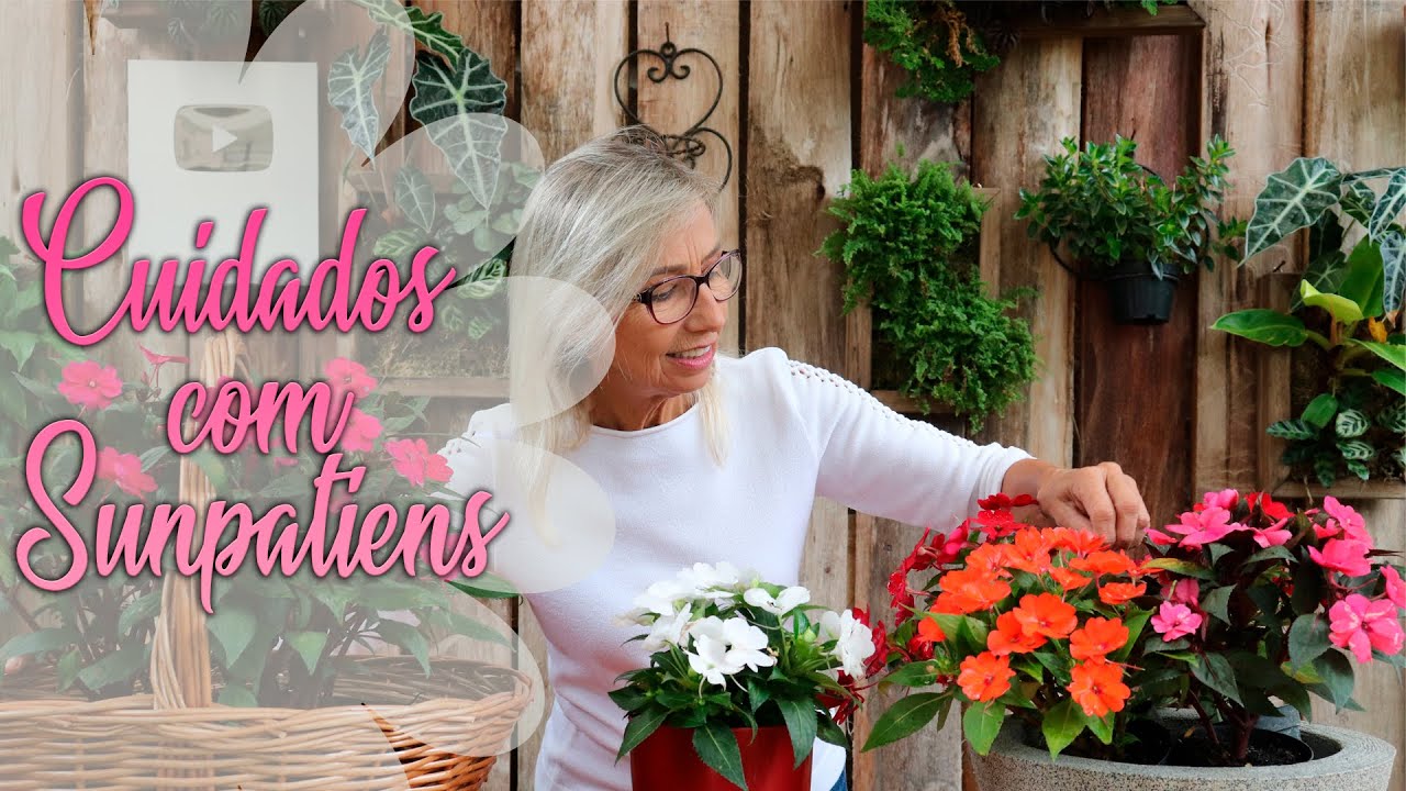 Como cuidar do Sunpatiens | Fl&aacute;via Kremer