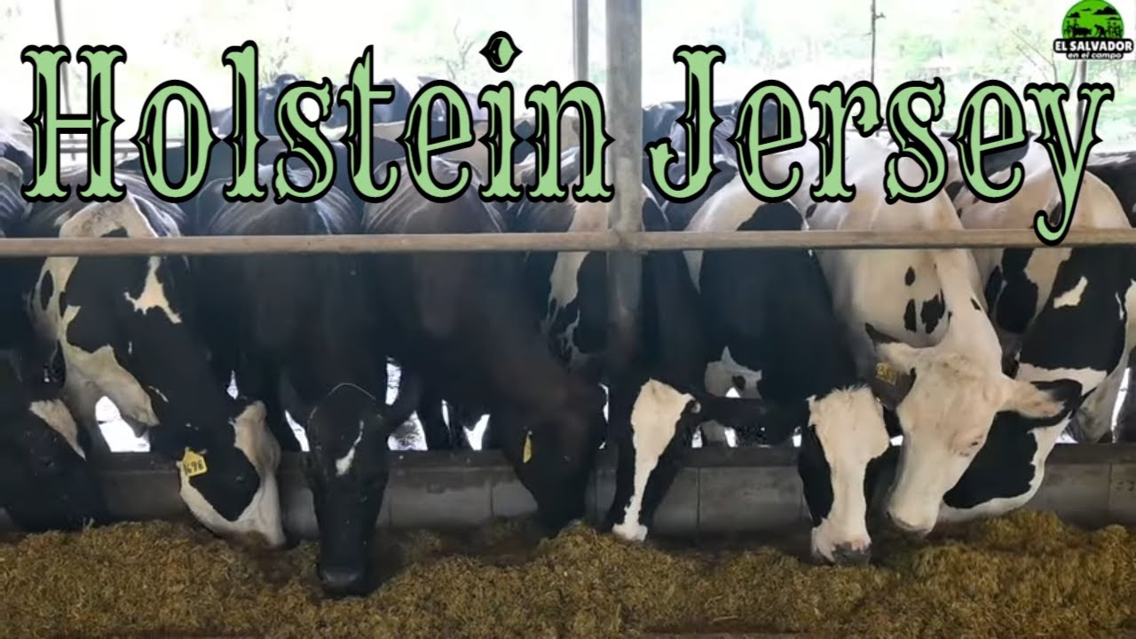 Holstein y Jersey Grupo 1 disponibles en Ganaderia en Zapotitan-El Salvador en el Campo