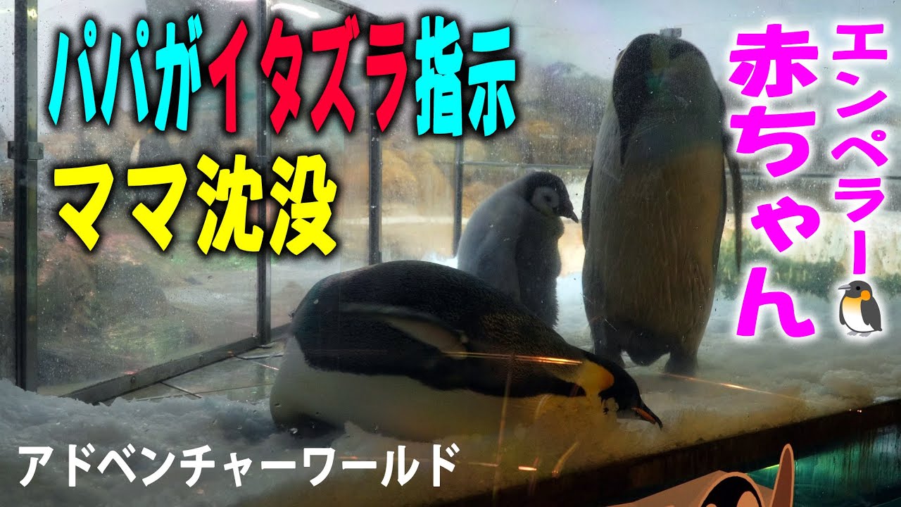 【一家で大はしゃぎ！新しい氷】お部屋お掃除から一気に氷の山盛りにママの握り寿司