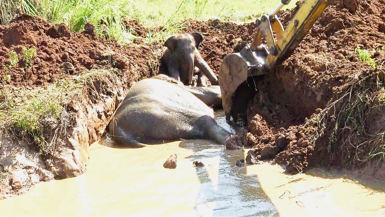 True love in the wild! Baby Elephant refuses to leave her mother's side until she's free from danger