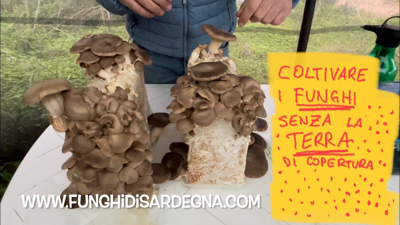 Coltivare i funghi cardoncelli in casa SENZA TERRA di copertura. Tutorial @Funghi di Sardegna