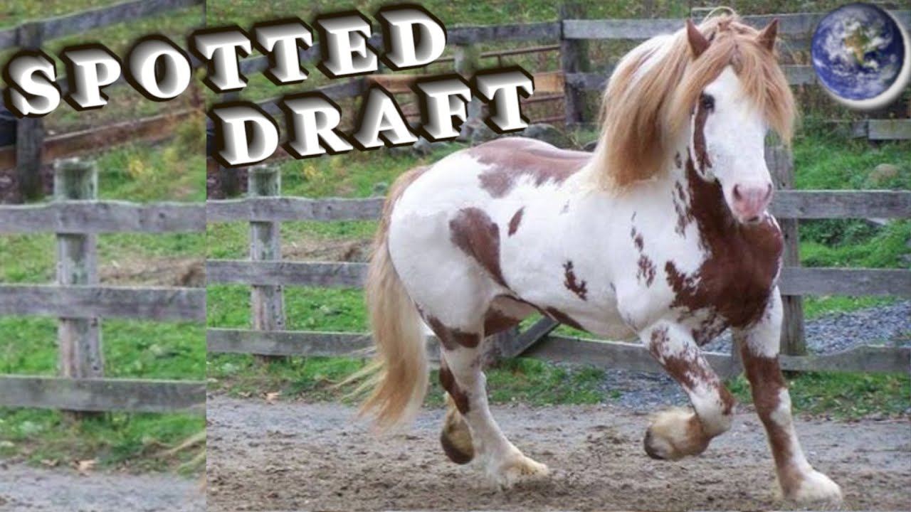 TOP Beautiful Spotted Draft Horse in the World!
