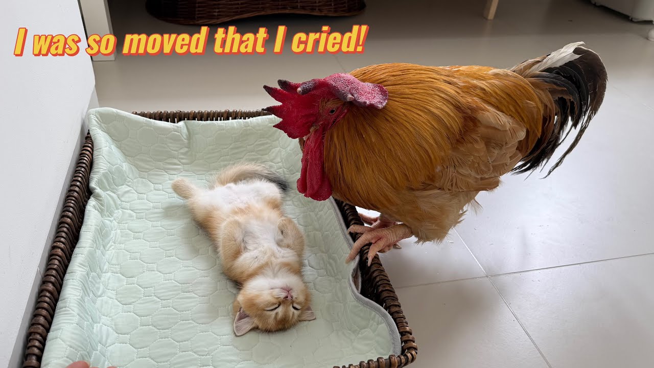 The kitten died,and the rooster kept trying to save it.In the end,it turned out to be a false alarm.