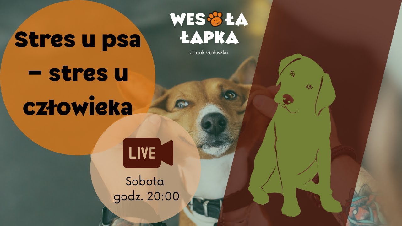 Stres u psa i u człowieka