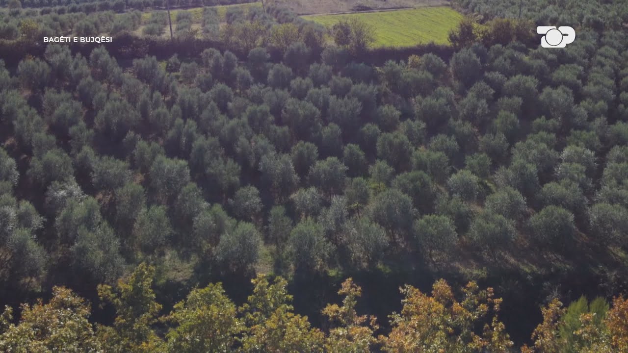 Tokat me ullinjtë SHEKULLORË, që nga koha e Skënderbeut! Berati me 2 milion rrënjë -Bagëti e Bujqësi