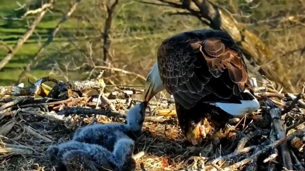 S05#132 #baldeagle | Review mother bird brings food to feed her chicks | bird nest with nature S05