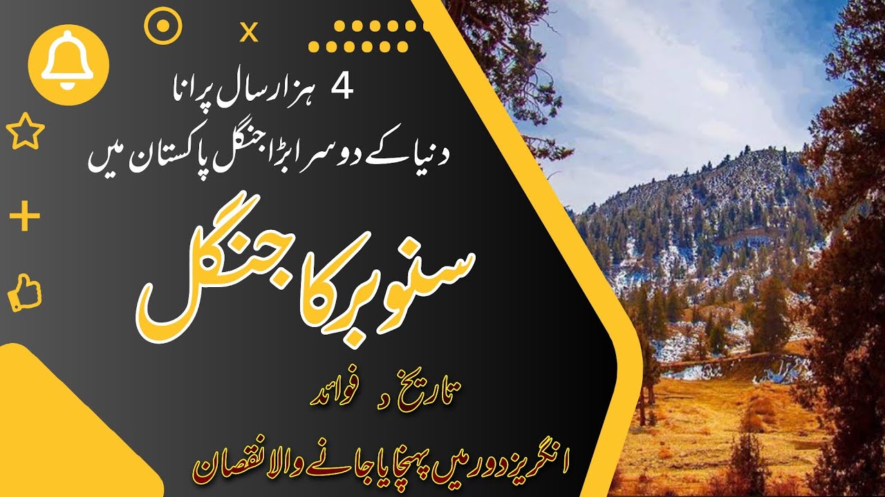Juniper jungle | World second largest Forest in Pakistan || Ziarat Balochistan | Sanobar سنوبرکادرخت