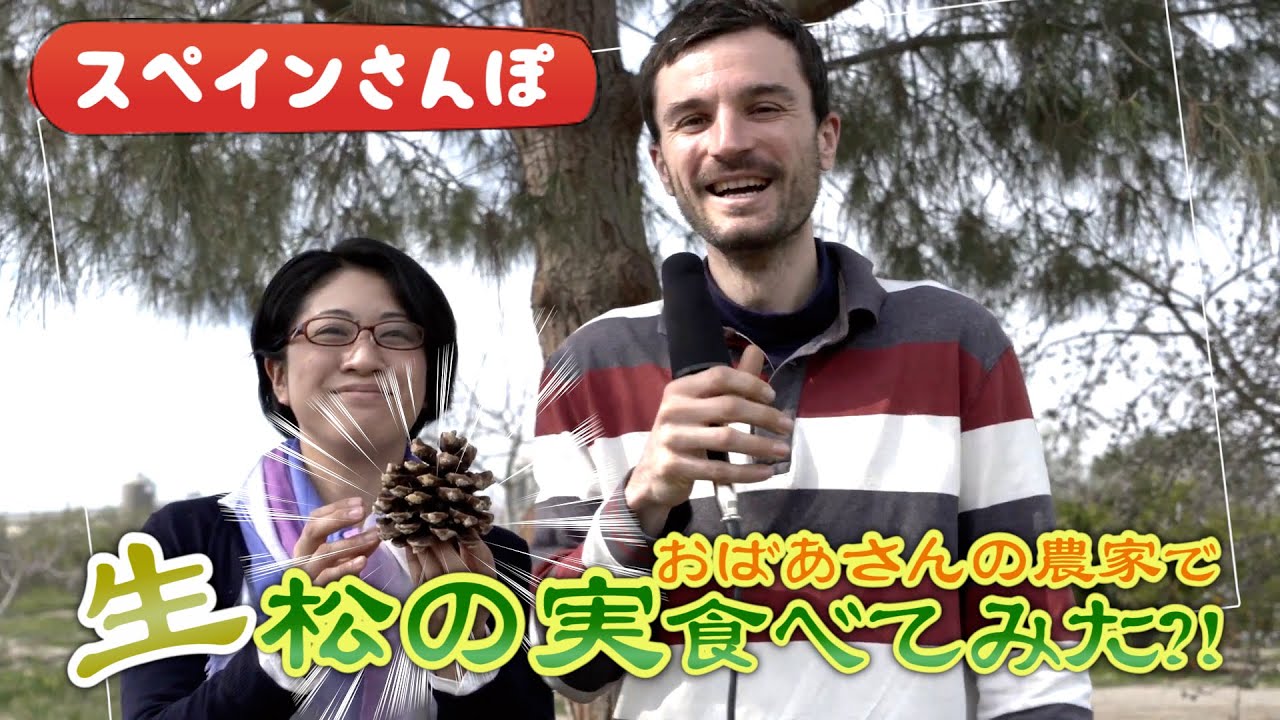 【スペインさんぽ③】採れたて「生松の実」を食べてみよう！