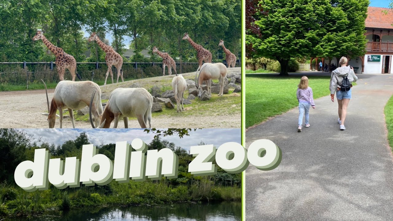 our first trip to the dublin zoo was.... 🦣🦓