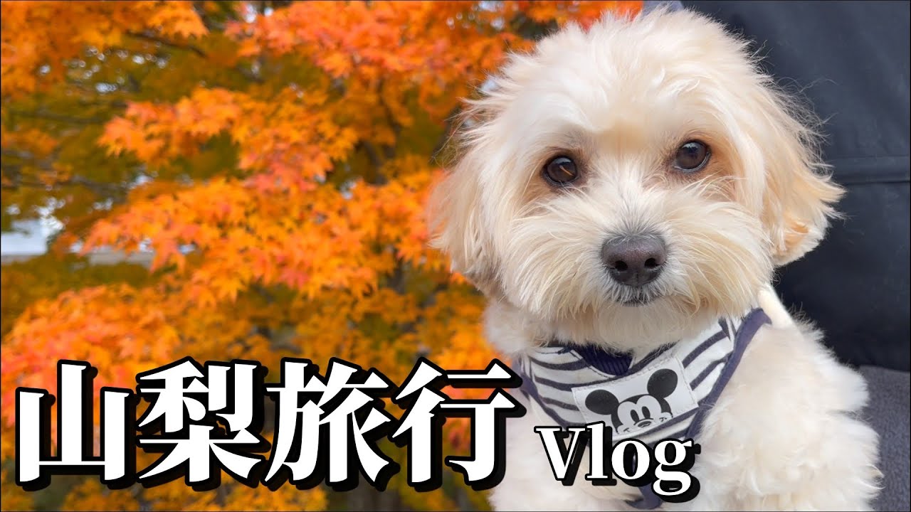 【愛犬と行く旅行Vlog】犬と一緒に行けるお店でほうとうを食べる愛犬が可愛すぎた