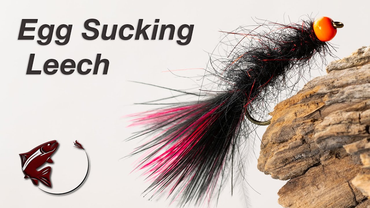Egg Sucking Leech