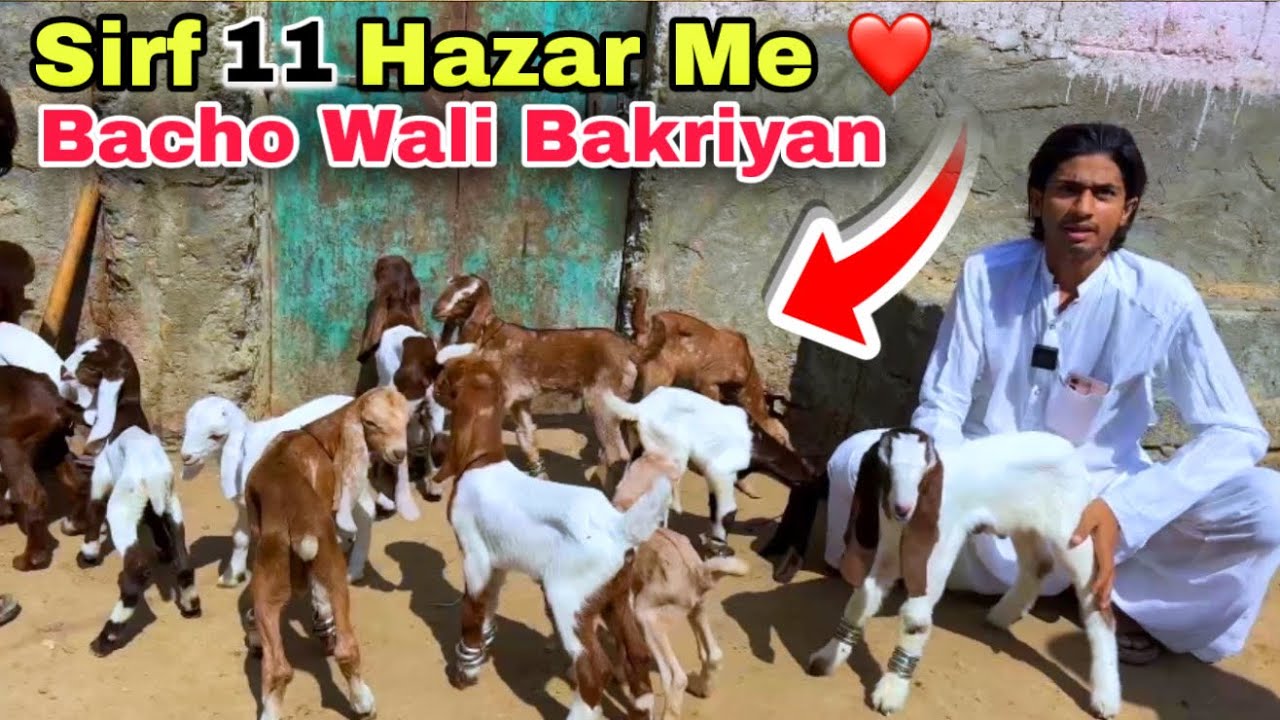 Amir Goat Farm Dodh Wali Bakriyan & Bacho Wali Bakriyan 🚨 | Lalukhet Bakra Mandi Se Sasti 